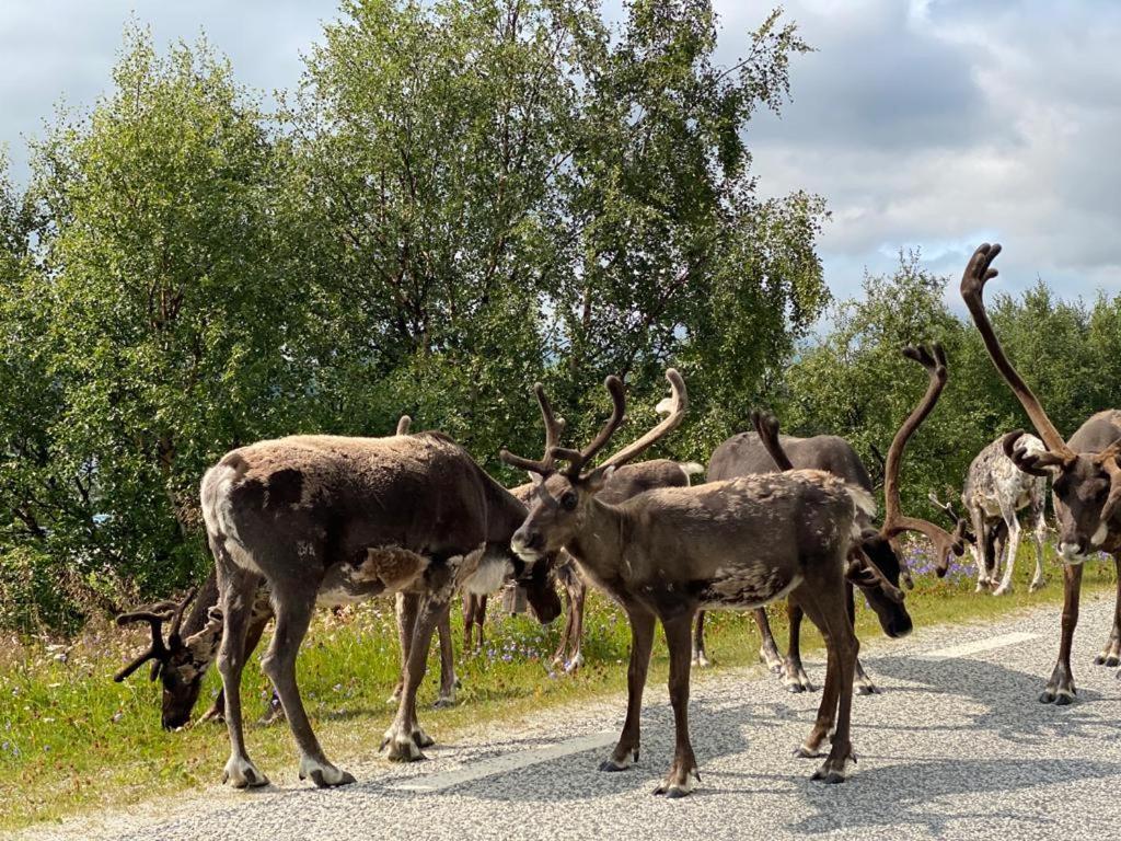 Strandgarden Fjaellnaes Tänndalen Екстериор снимка